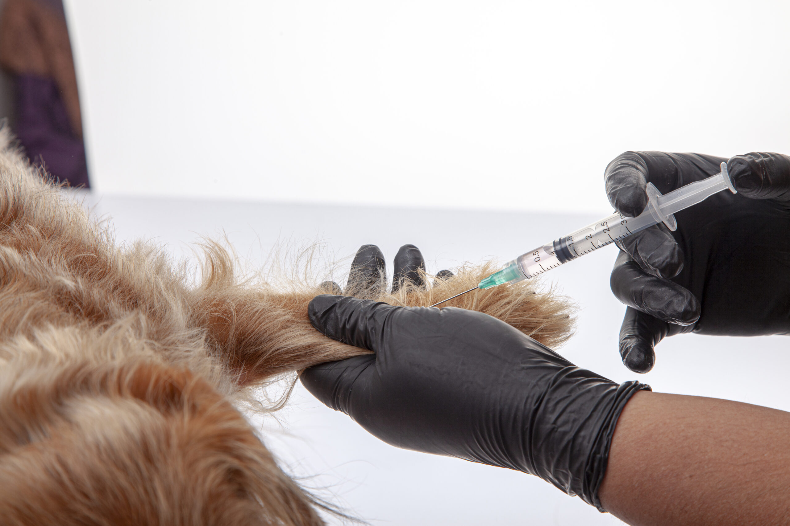 veterinarian giving a dog an injection for treatme 2026 03 18 08 22 23 utc scaled