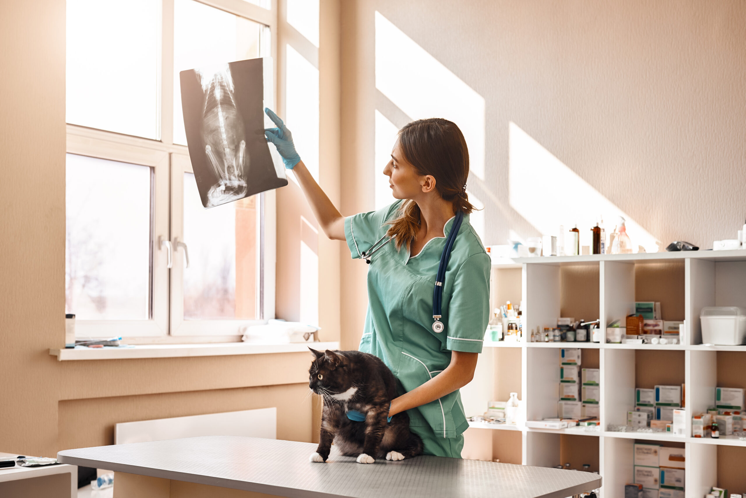 veterinarian with cat examining x ray in office 2026 03 24 23 09 44 utc scaled